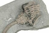 Fossil Crinoid with Starfish - Crawfordsville, Indiana #215817-2